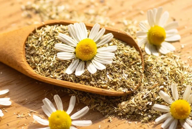 عوارض بابونه