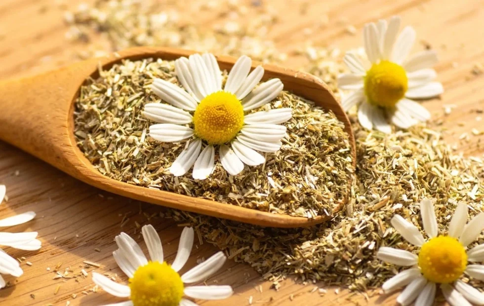 عوارض بابونه