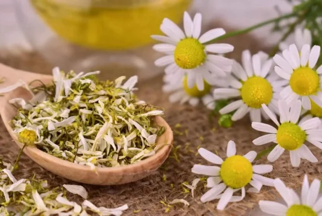 دمنوش بابونه برای پریودی