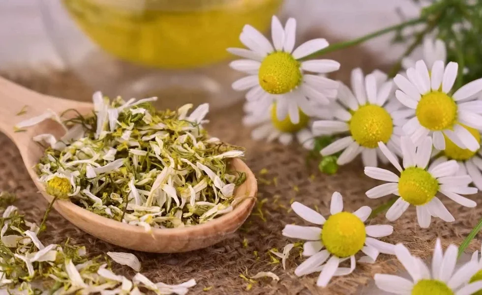 دمنوش بابونه برای پریودی